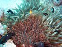 030508_Abu Kefan - Poisson clown & demoiselles - Dsc02223~
